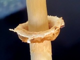 Chlorophyllum hortense image
