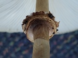 Chlorophyllum hortense image