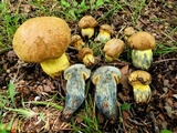 Boletus luridellus image