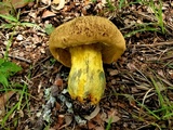Boletus luridellus image
