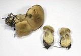 Cortinarius fuscobovinus image