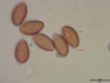 Psilocybe subaeruginosa image