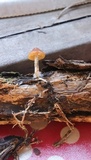 Psilocybe subaeruginosa image