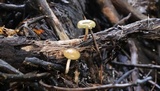 Psilocybe subaeruginosa image
