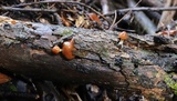 Psilocybe subaeruginosa image