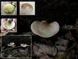 Crepidotus crocophyllus image