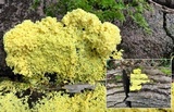 Physarum polycephalum image