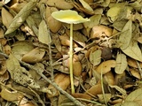 Leucocoprinus fragilissimus image