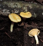 Austropaxillus mcnabbii image