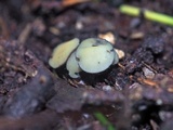 Hymenotorrendiella clelandii image