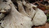 Grifola colensoi image