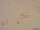 Grifola colensoi image