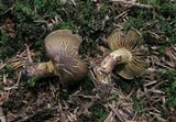 Cortinarius melanotus image