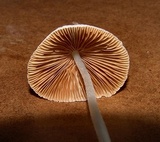 Conocybe apala image