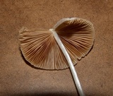 Conocybe apala image