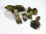 Cortinarius melanotus image