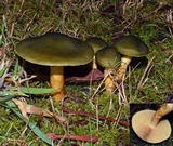 Cortinarius austrovenetus image