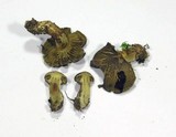 Cortinarius melanotus image