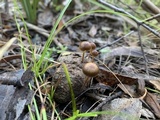 Psilocybe coprophila image