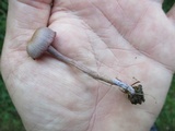 Laccaria amethystina image