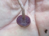 Laccaria amethystina image