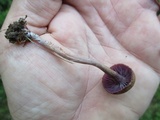 Laccaria amethystina image