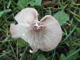 Pluteus ephebeus image