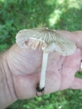 Pluteus ephebeus image