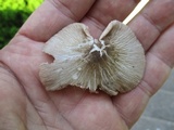 Pluteus ephebeus image