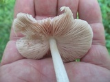 Pluteus ephebeus image