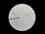 Pluteus ephebeus image