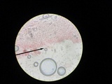 Pluteus ephebeus image
