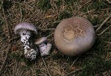 Cortinarius variicolor image