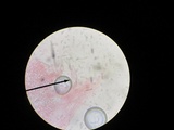 Pluteus ephebeus image
