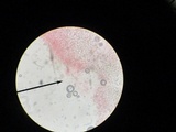 Pluteus ephebeus image