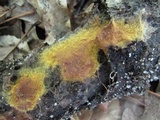 Xenasmatella vaga image