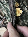 Pluteus aurantiorugosus image
