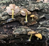Pluteus aurantiorugosus image