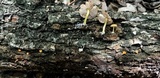 Pluteus aurantiorugosus image