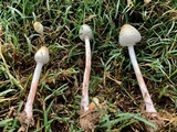 Chlorophyllum hortense image
