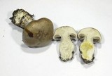 Cortinarius variicolor image