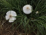 Chlorophyllum hortense image