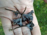 Pseudocraterellus calyculus image