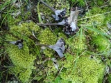 Pseudocraterellus calyculus image