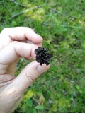 Pseudocraterellus calyculus image