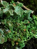 Cladonia pyxidata image
