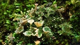 Cladonia pyxidata image