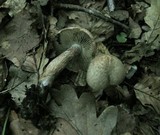Inocybe bongardii image