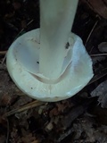 Amanita brunnescens var. pallida image