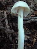 Amanita brunnescens var. pallida image